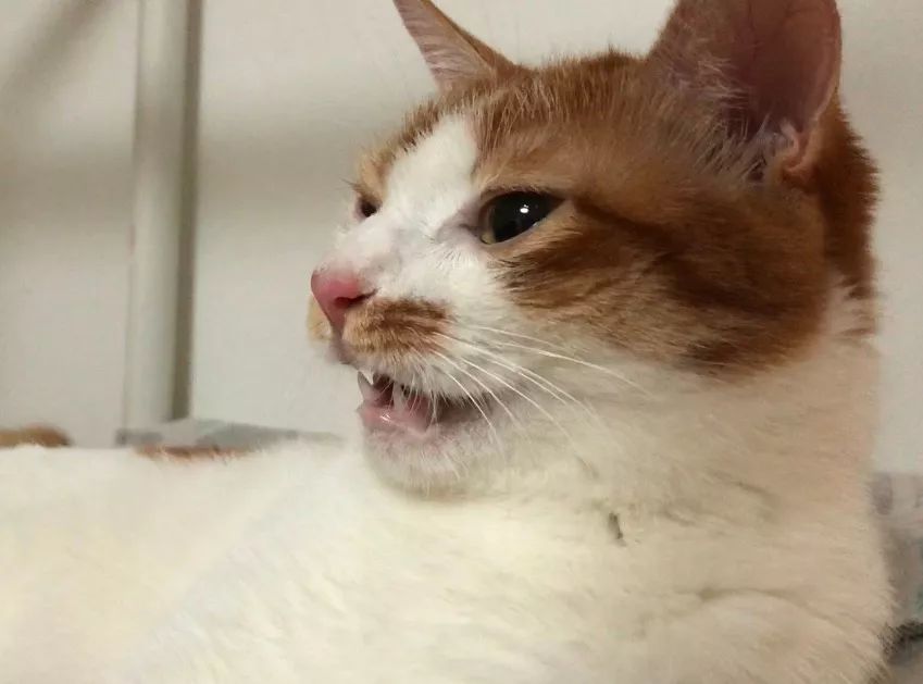 养猫的房间可以用酒精消毒吗,疫情养狗狗家里怎么消毒