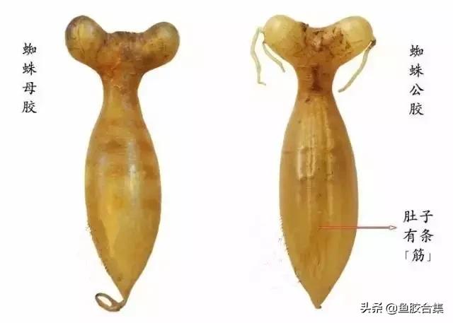 什么产地蜘蛛胶比较好,正宗印尼蜘蛛胶