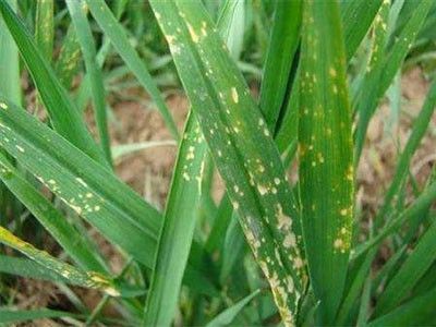 农作物药害如何补救,丙草胺对作物的药害怎么补救