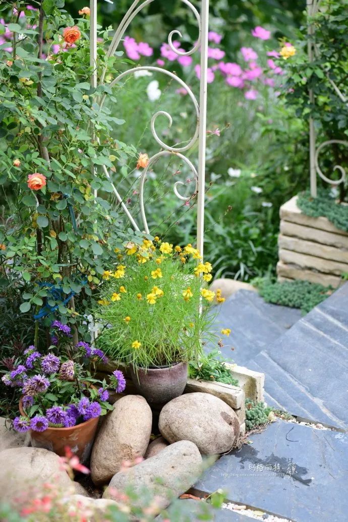 驱蚊草真的可以驱蚊子吗,驱蚊草能治蚊虫吗