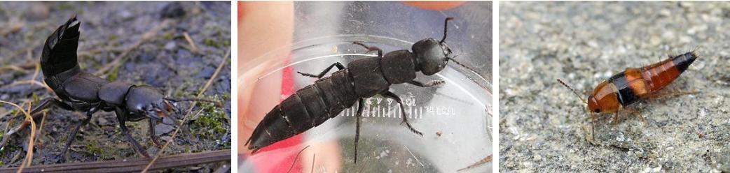 隐翅虫的毒性有多强,隐翅虫黑色的幼虫有毒吗