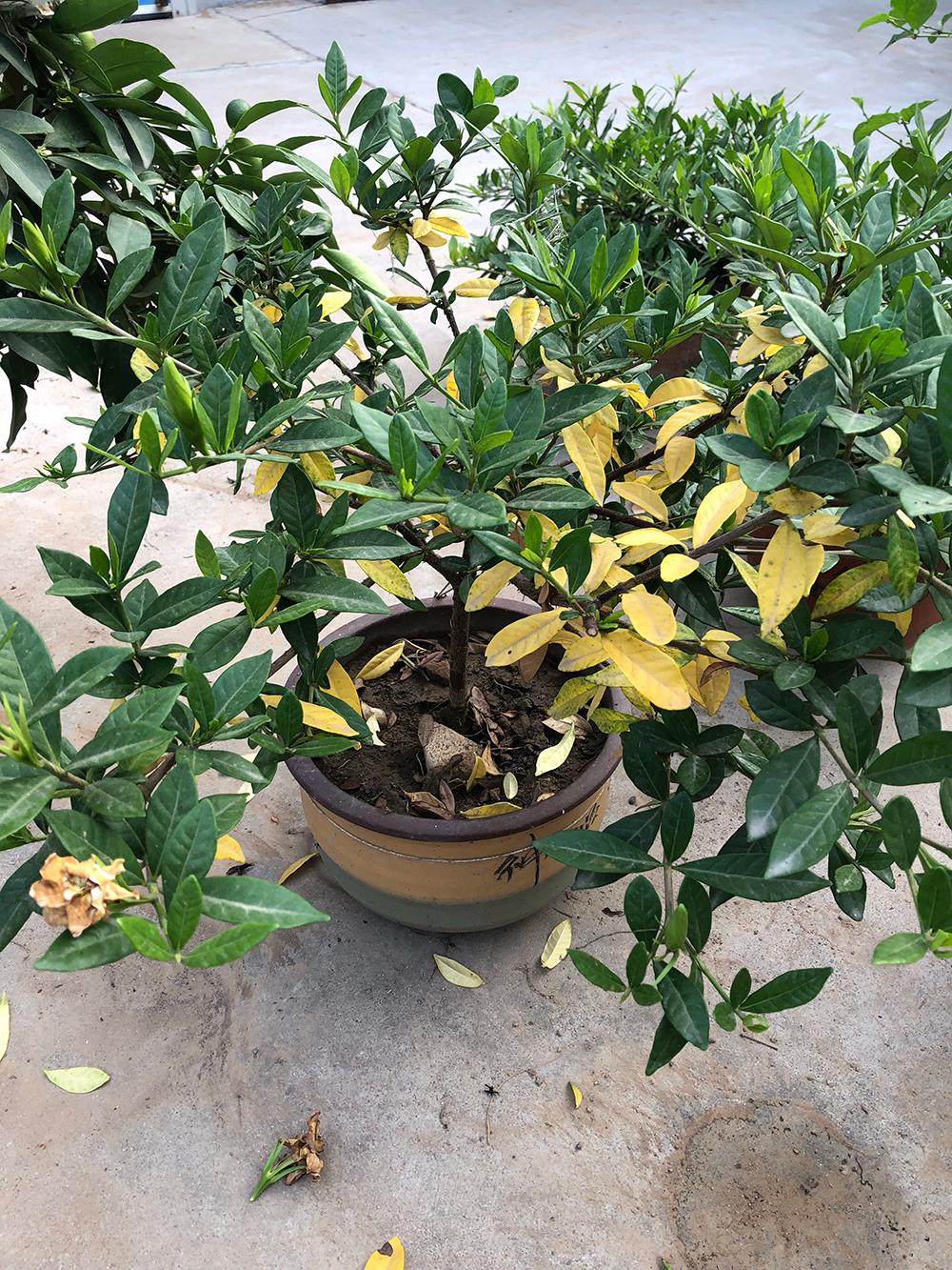 栀子花长势好还掉花苞原因,栀子花长势慢怎么办