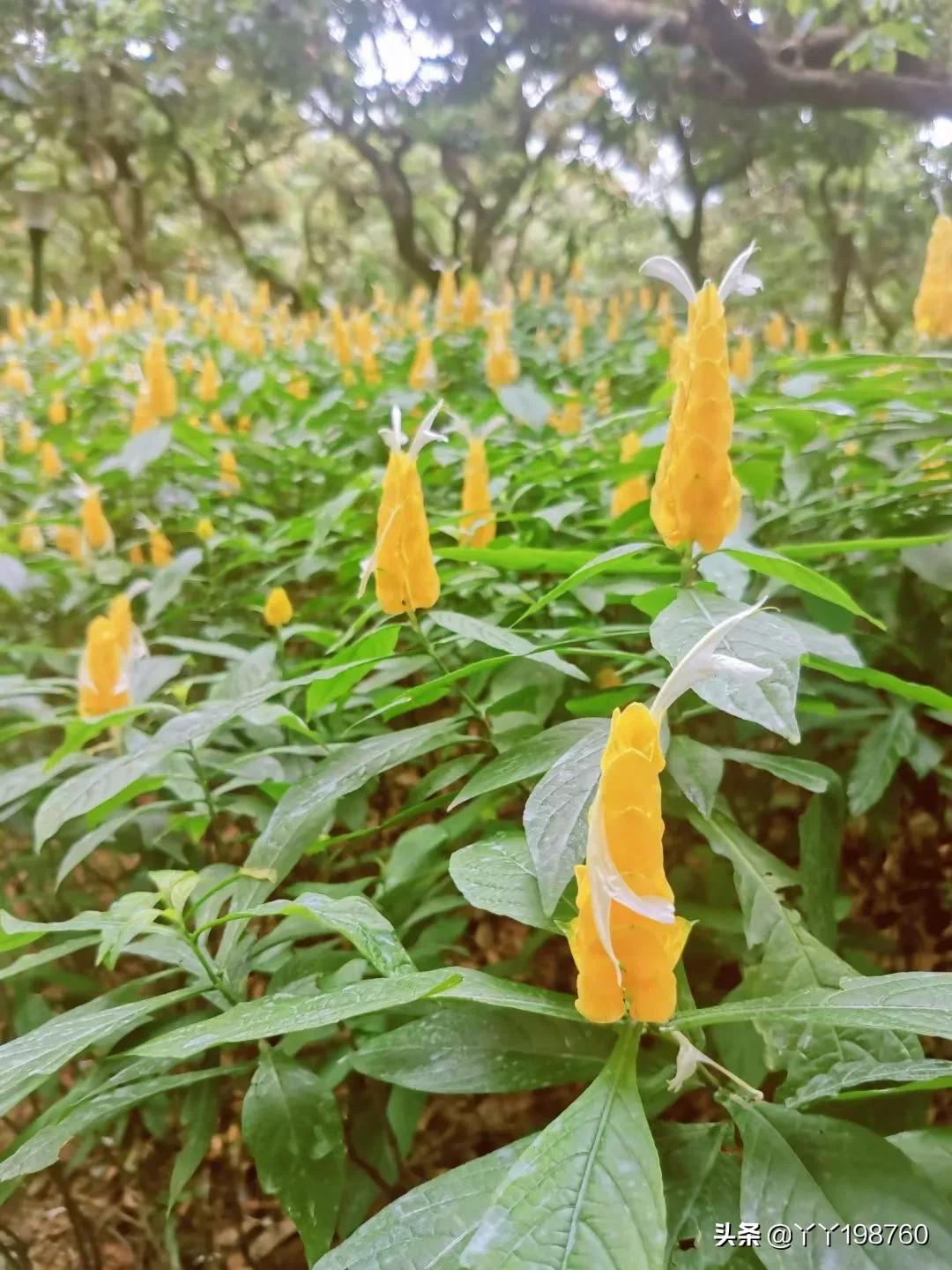 十二星座狮子的最佳配对表,狮子男和女生的关系