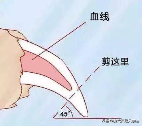 狗指甲该怎么剪才正确,狗指甲不好剪