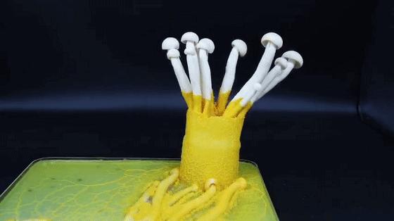 她让20万人爱上一种菌：像西米露，又似咸蛋黄，网友直呼太神奇