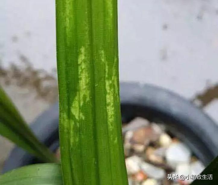 兰花常见五种病害及推荐用药,天气越来越热怎么预防兰花病害