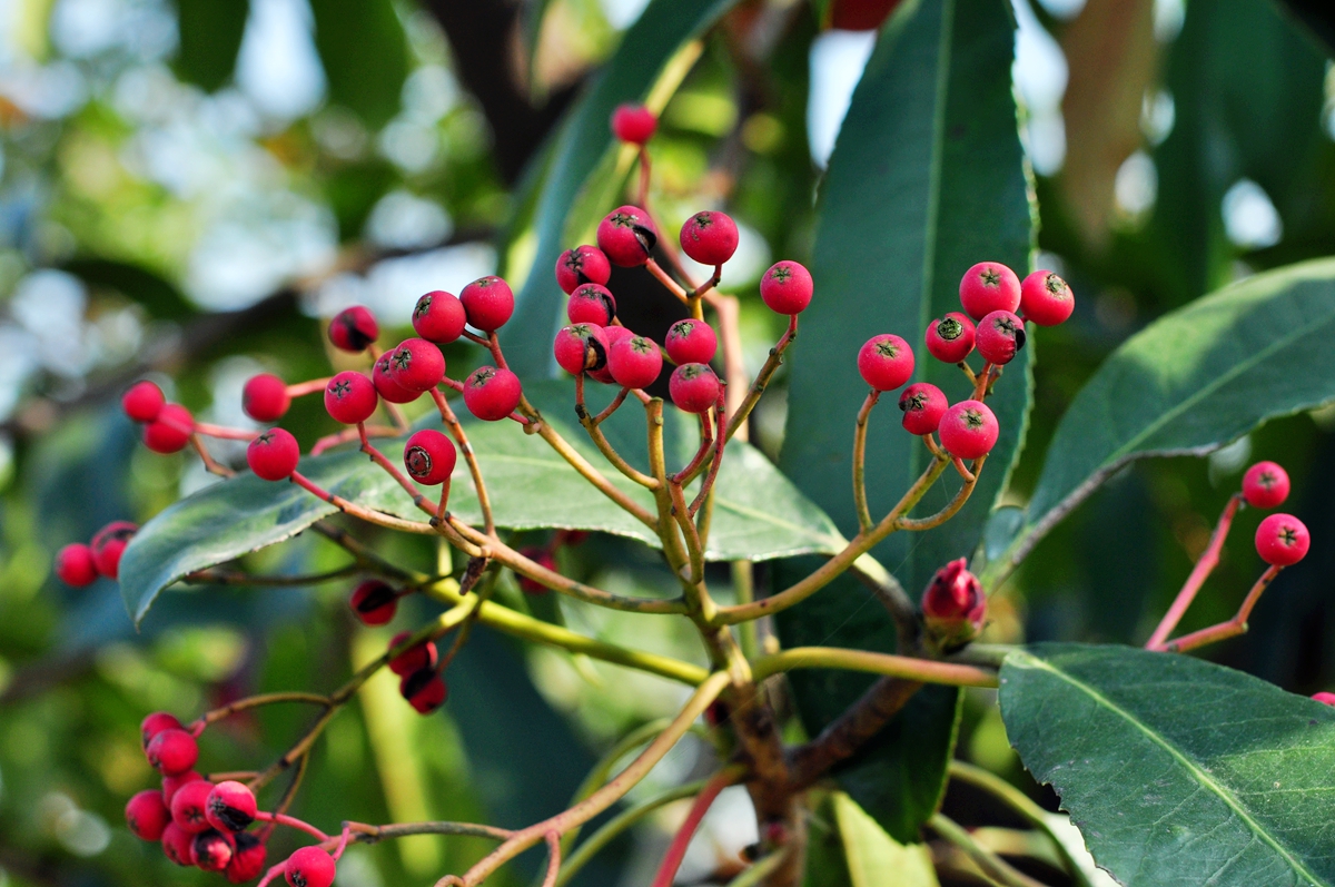 绿化石楠花,石楠花树的观赏价值和特点