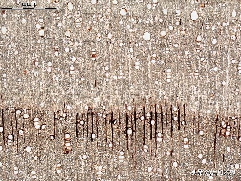 紫罗兰和赛州黄檀的区别,赛州黄檀是紫罗兰木吗