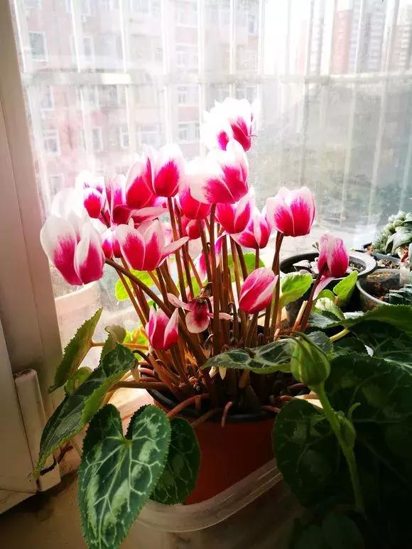 6种花不宜浇水,几种花不能给叶子喷水