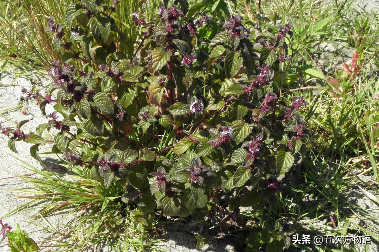 10种口味薄荷糖,十种薄荷