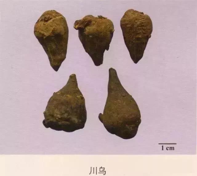 中药材图片大全大图带药名,200多味中药材图谱带图