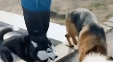 狗狗脾气不好老打架,狗狗脾气不好一急就咬人