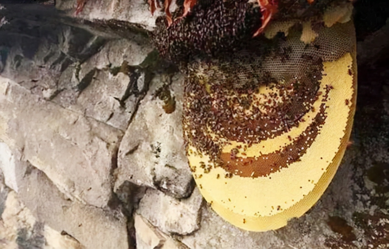 喜马拉雅采蜜人纪录片,喜马拉雅山采蜜