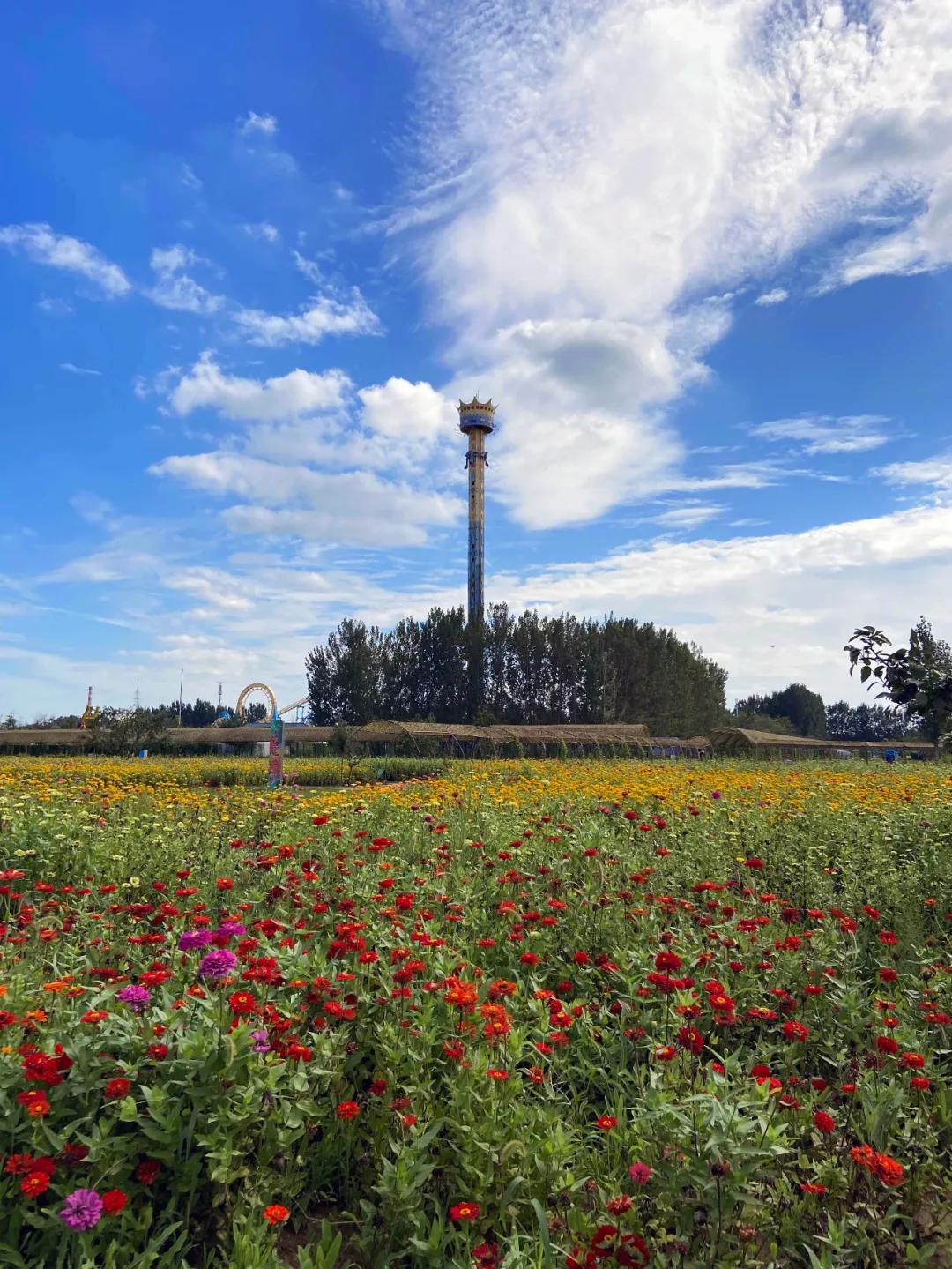 甘露花海最美打卡地点,花海风光打卡地