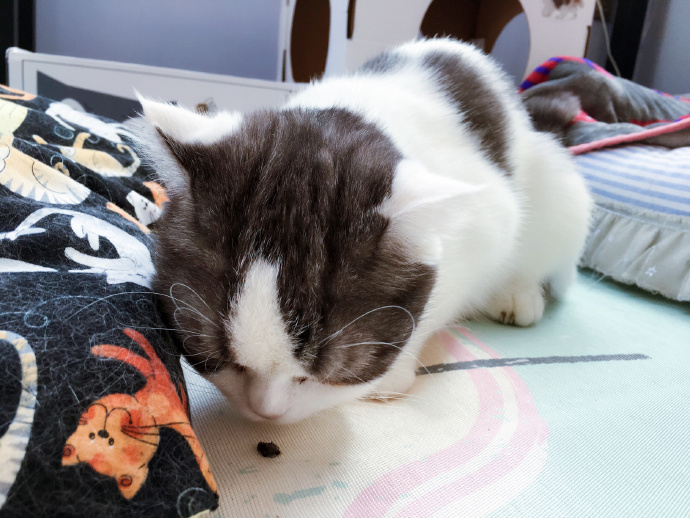 猫咪跳蚤怎么灭杀,猫咪跳蚤怎么彻底清除用什么喷雾