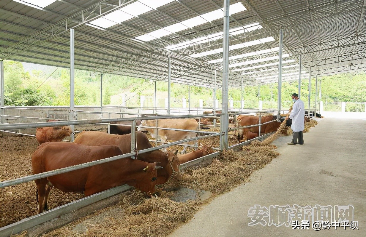 航天空间站里又闻安顺“牛来香”