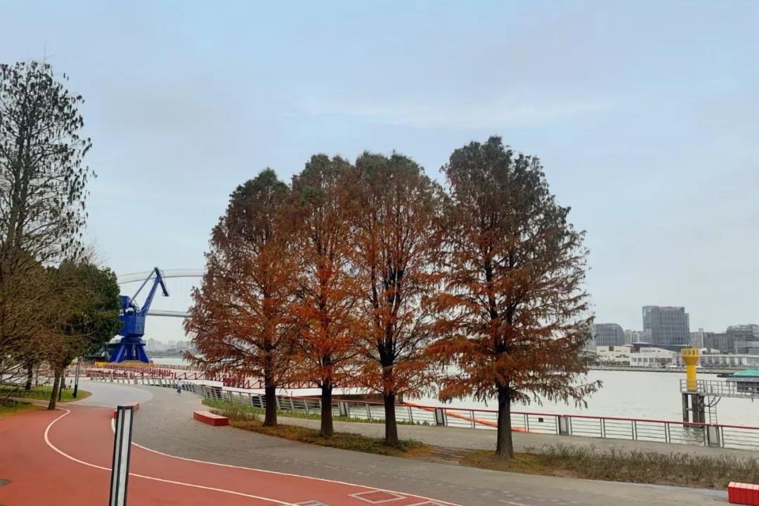 浦东滨江世博文化樱花公园,滨江道24小时不打烊