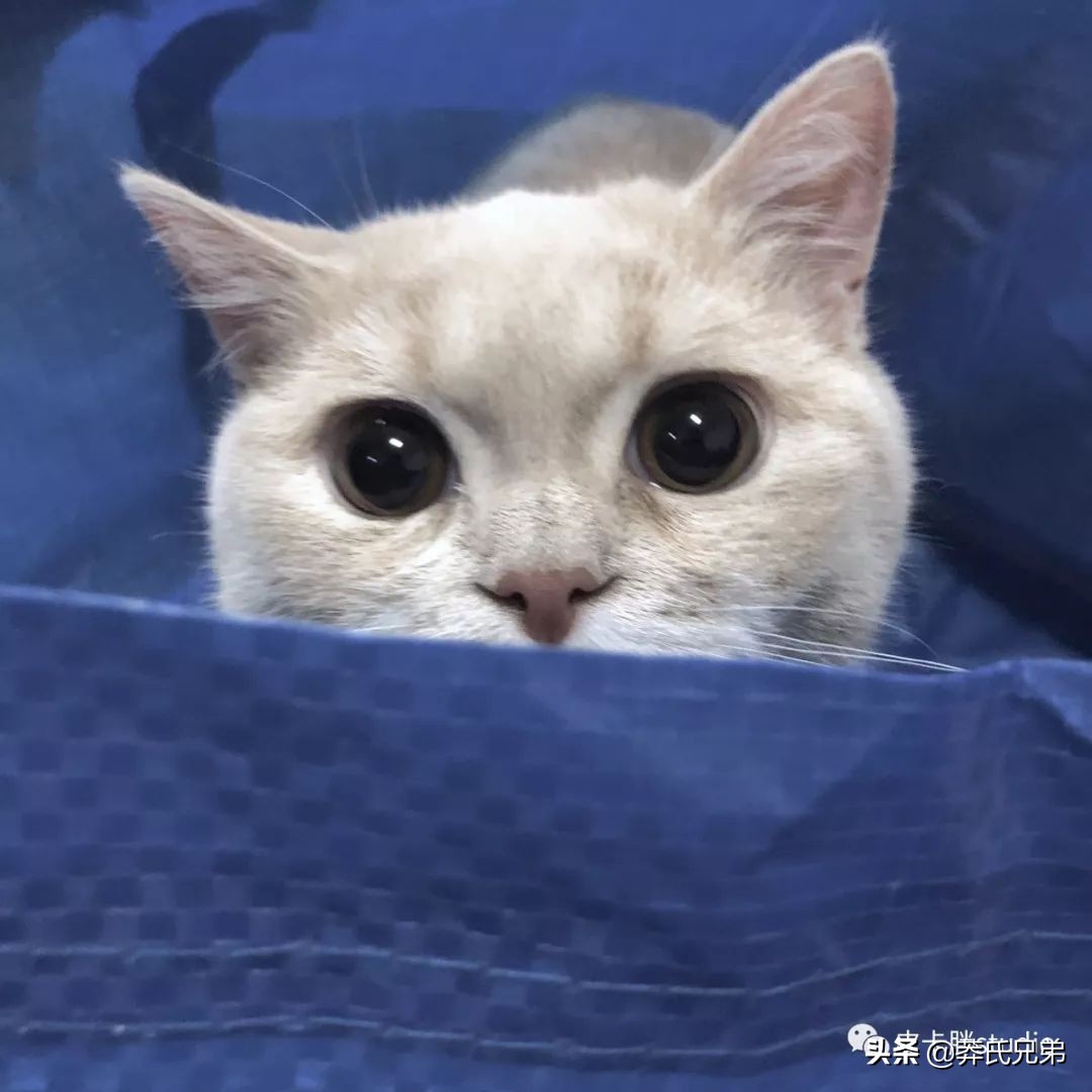 可爱小奶猫刚生出成长日记,一只小奶猫的成长过程