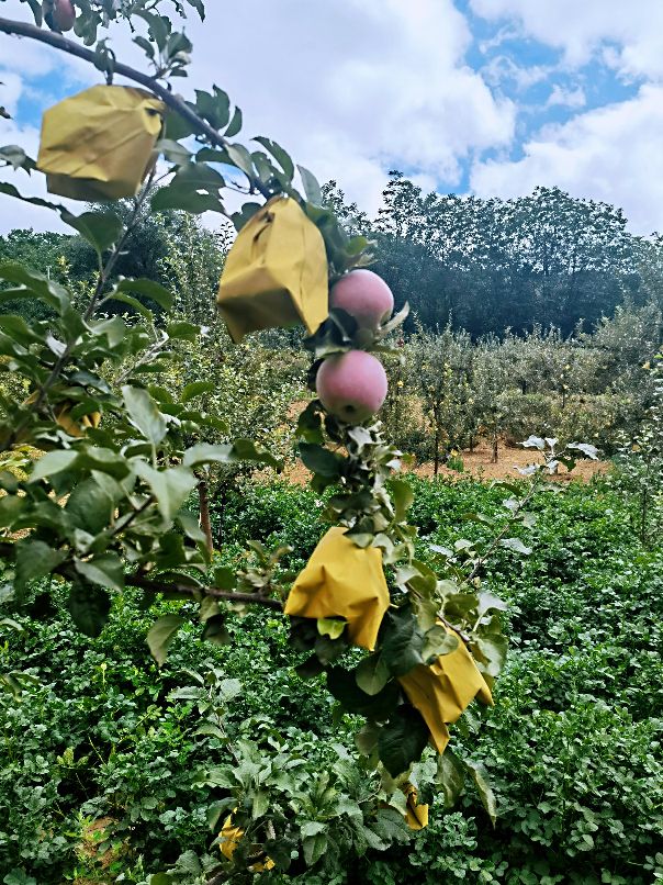由戴套的苹果说开去