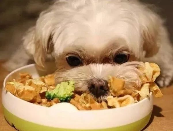 狗狗挑食怎么办教你四招轻松解决,狗狗挑食怎么办视频