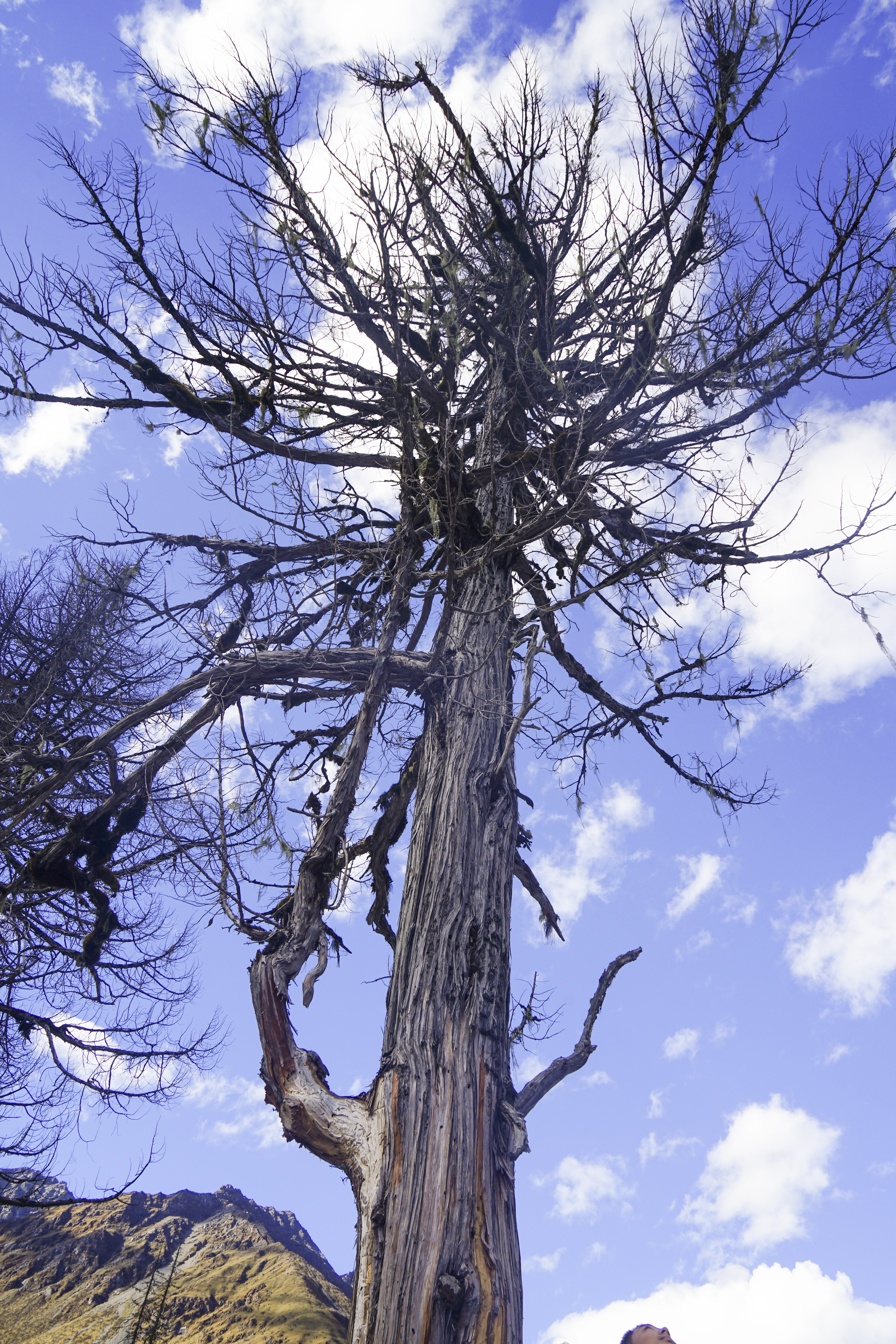 四川旅游四姑娘山阿坝,4月阿坝州必去的景点有什么