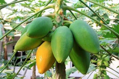 广西梧州最好的果园,梧州摘水果的地方