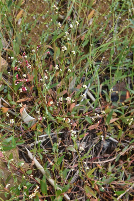 雀翘,润燥止痒药能治带状疱疹痒吗