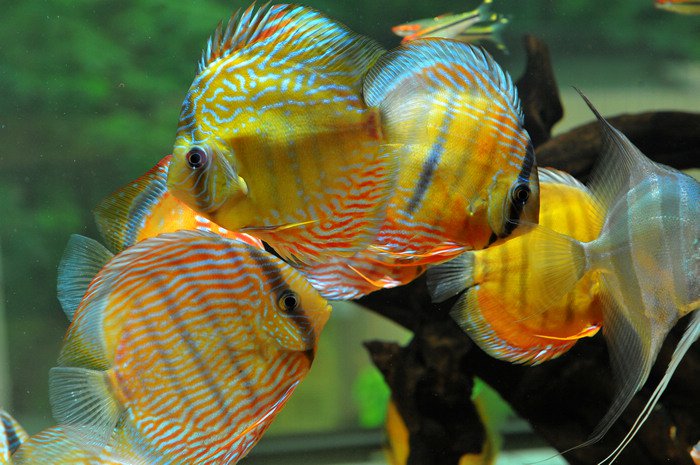 七彩神仙爱好者,野生七彩神仙开口