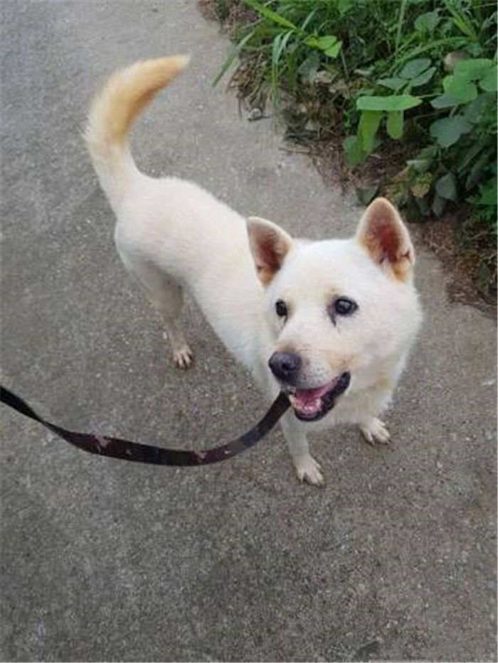 柴犬被主人抛弃了特别抑郁怎么办,柴犬被找到只剩半只后续