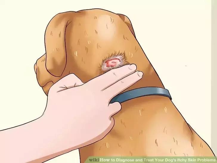 狗狗身上起红疹子是怎么回事,狗狗身上起红疹又脱毛