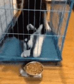 都说哈士奇不能当警犬，但有民警偏要试一试