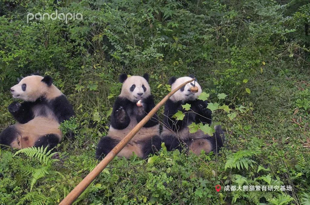 四川熊猫麻将怎么打,打熊猫麻将的诀窍