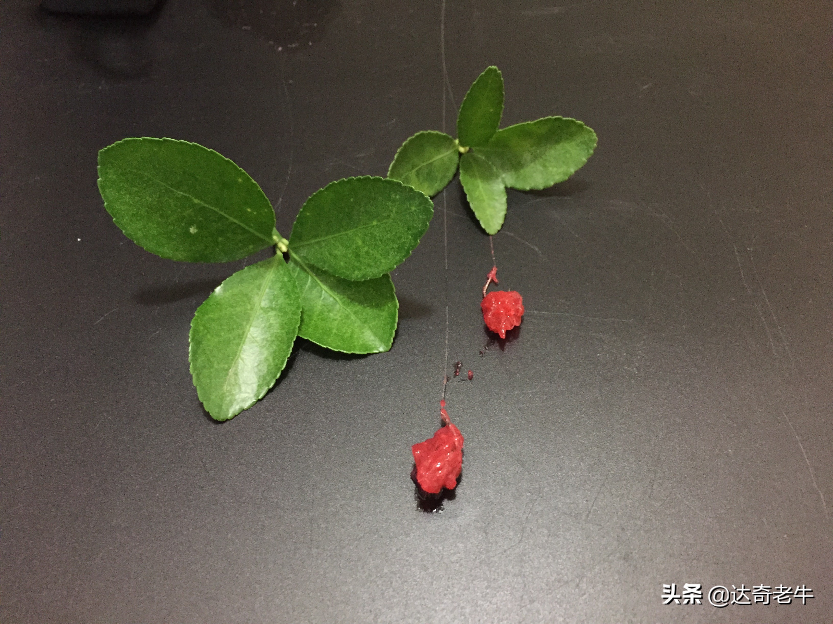 能让虾滑膨胀的饵料,虾滑饵料冬天野钓鲫鱼效果