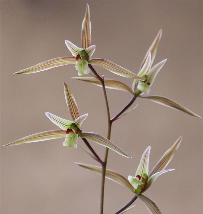 最值得拥有的精品兰花,即香又好看又名贵的兰花
