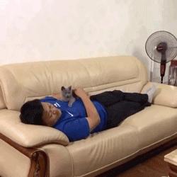 养猫后儿子鼻过敏,妈妈心生一计:不如你搬出去住吧!