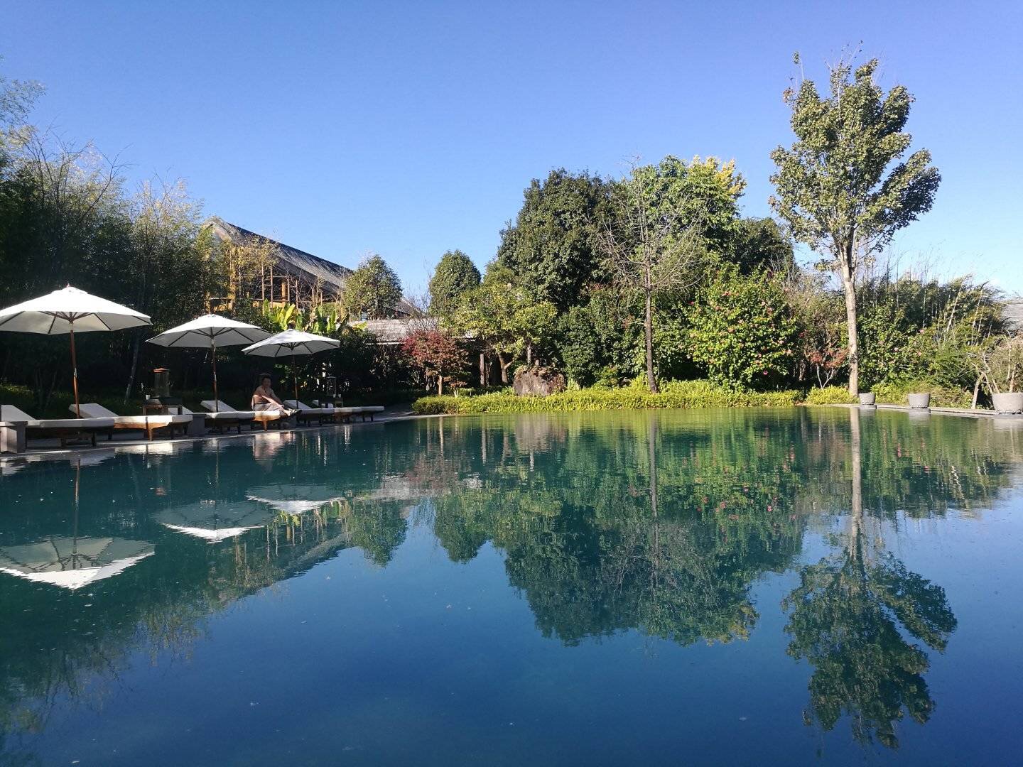 2023腾冲看银杏最佳时间,腾冲看银杏树旅游攻略