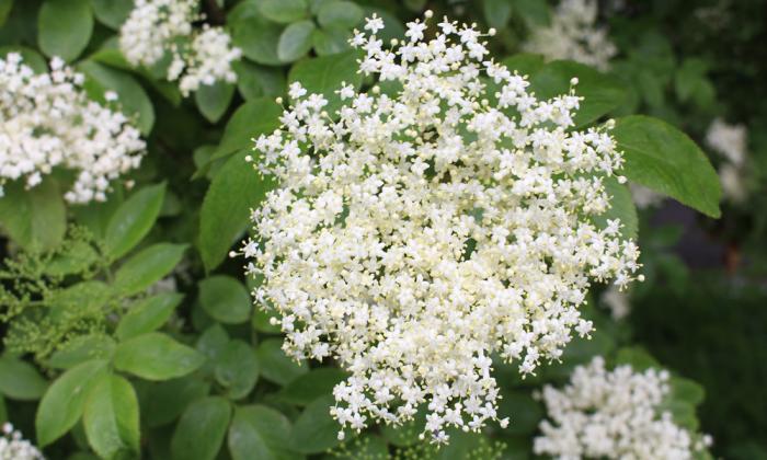 这9种花很常见可赏可吃可饮,秋天可以吃的十种花