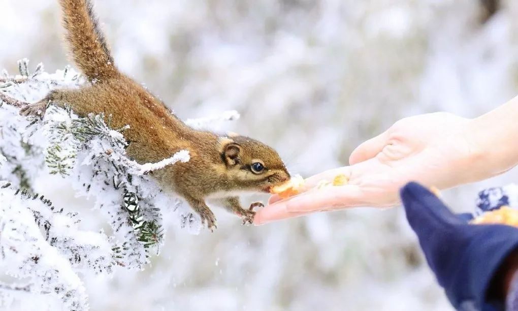 成都2天来回的温泉推荐，彩林雪景青山绿水，美成仙境