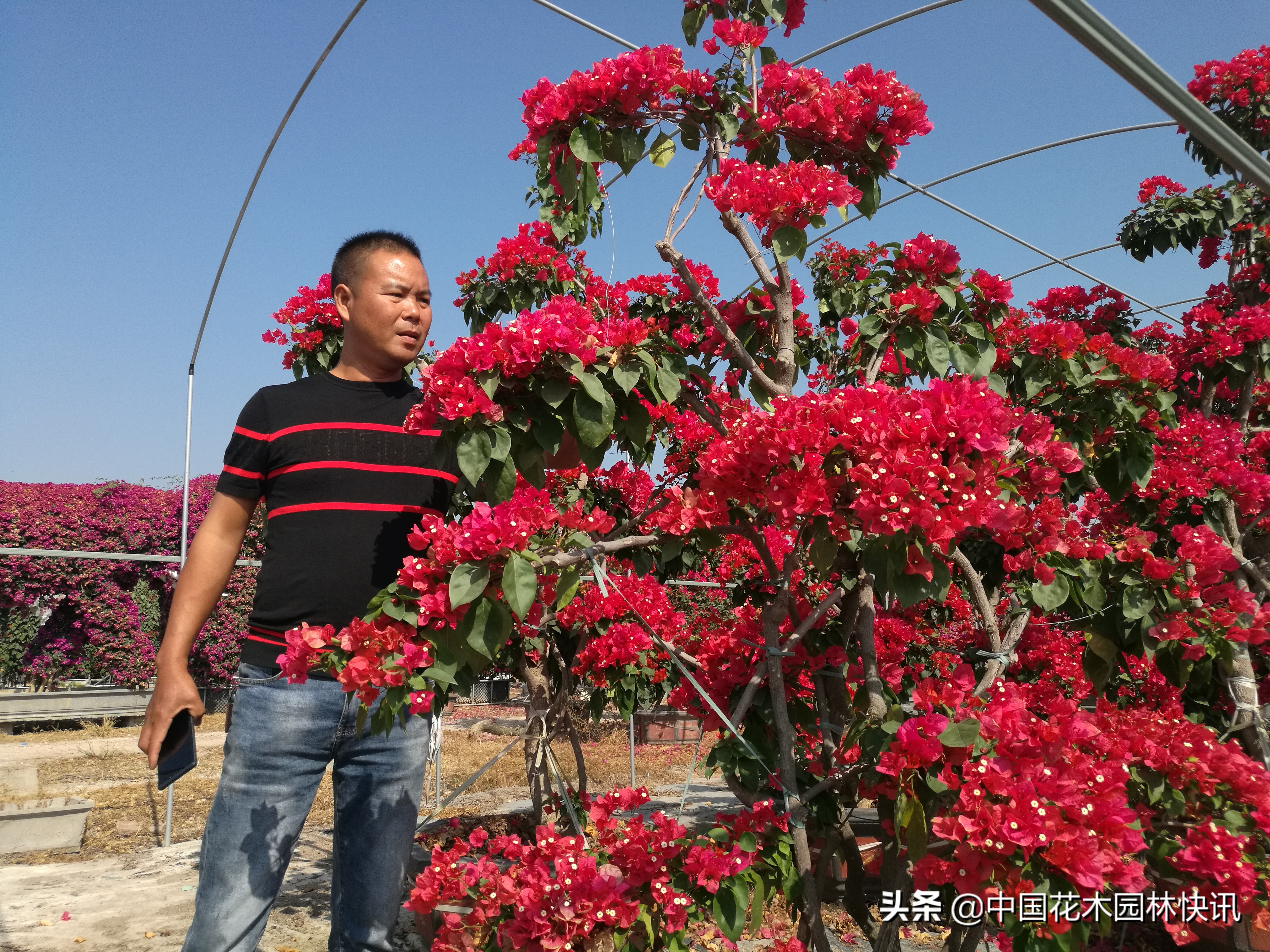 缤纷三角梅,缤纷多彩三角梅