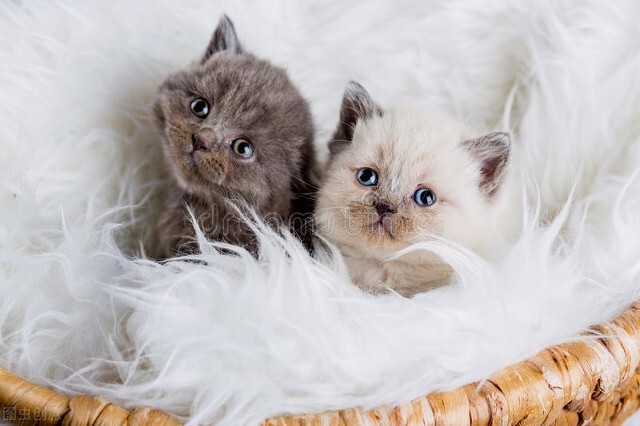 猫咪眼睛白色眼睑露出来一半,猫咪一只眼睛睁不开有白色的东西