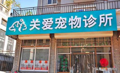 宠物约克夏好养吗,养约克夏怎么避免养到星期狗