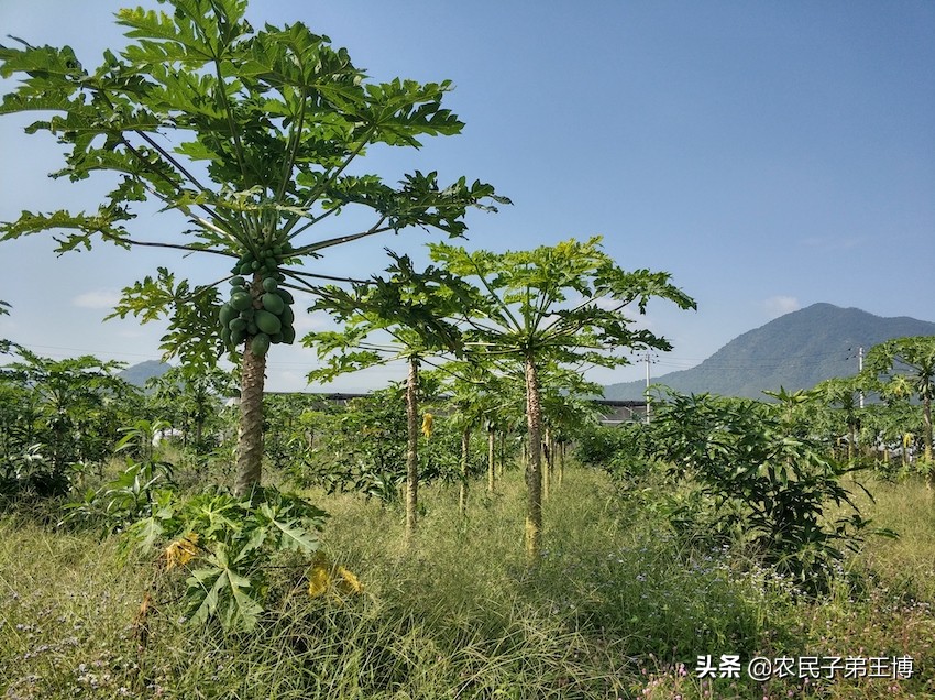 番木瓜苗期管理,番木瓜怎样断头种植