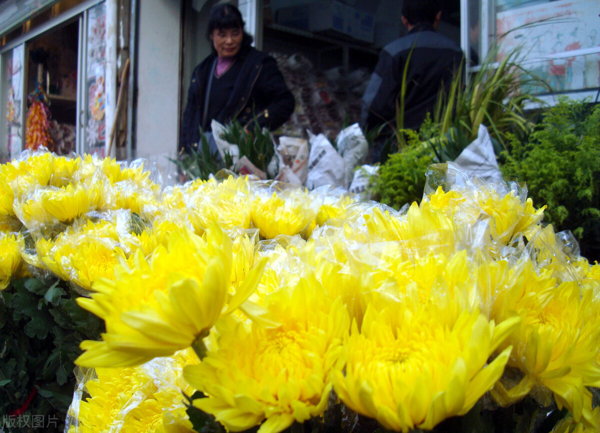 清明节扫墓专用鲜花要几朵花,清明节祭祖菊花要几朵