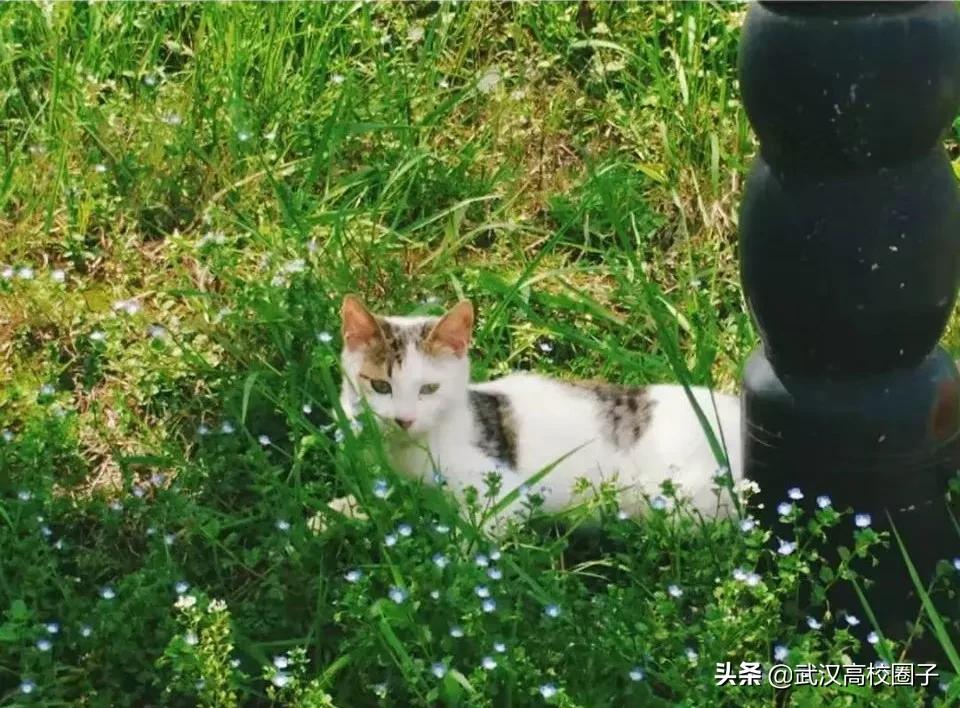 湖北中医药大学，是湖北省唯一一所高等中医药本科院校