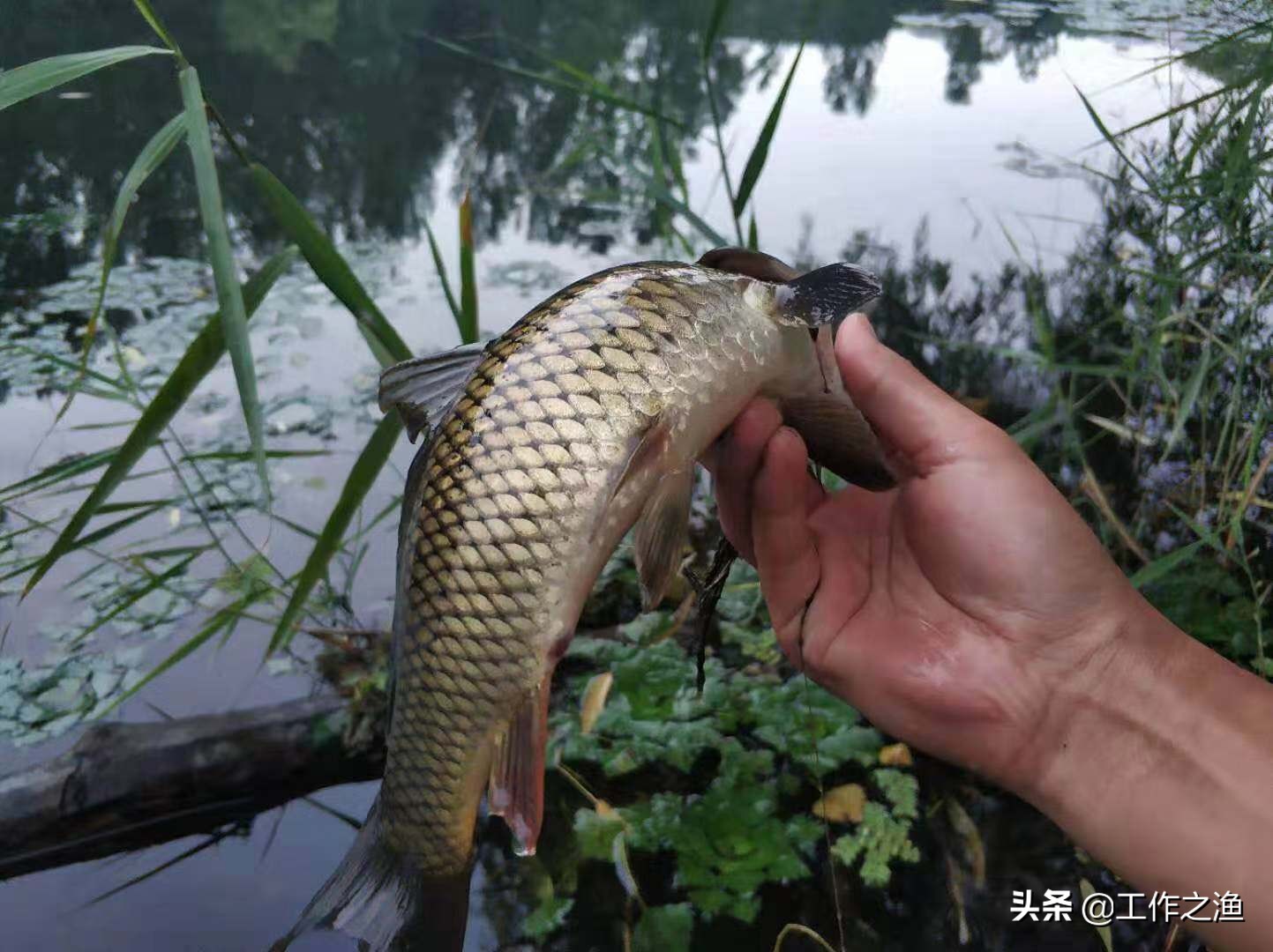 钓鱼后鱼分泌的粘液,鱼身上的粘液对钓鱼有影响吗