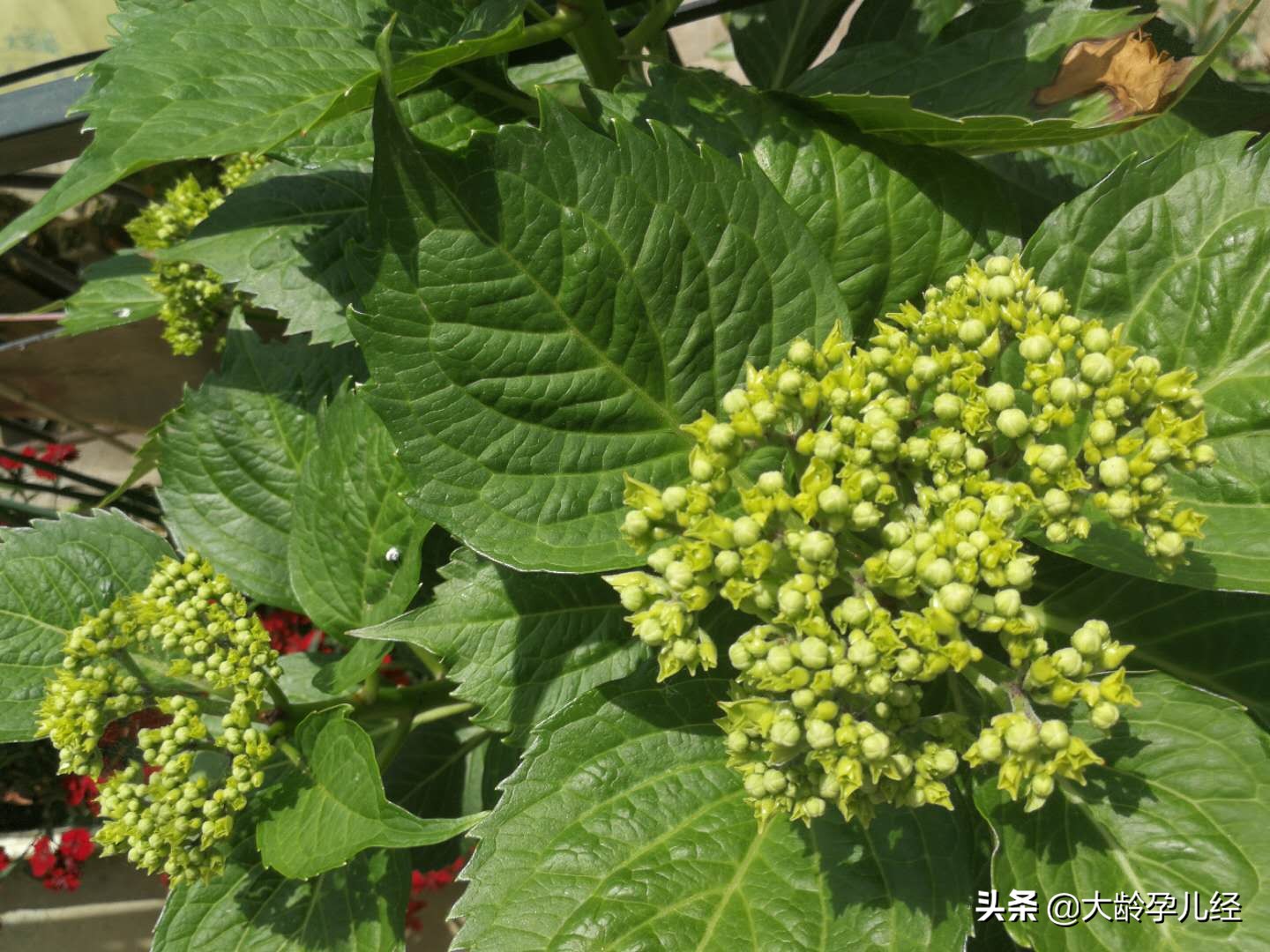 乳房护理的正确步骤,产后乳房护理实操