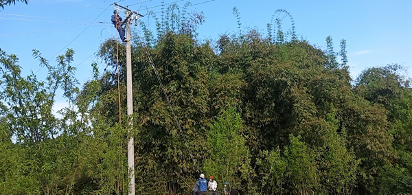 四川省宜宾市农村养殖致富项目,四川宜宾养殖业项目推荐