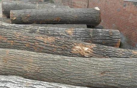 俄罗斯杨木去哪买,俄罗斯进口松木有哪几种