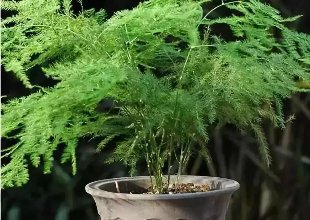 什么花吸甲醛油烟,能吸甲醛油烟的20种植物家家必养