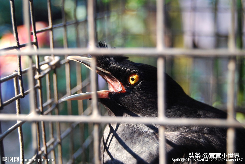 国内允许饲养的鸟一览表,中国合法允许饲养的大型鸟